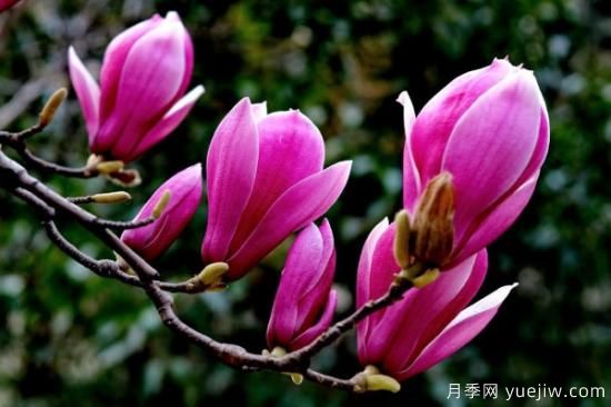 紫玉蘭長(zhǎng)什么樣子(圖3)