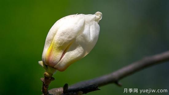 白玉蘭的養(yǎng)殖方法和注意事項水養(yǎng)(圖1)