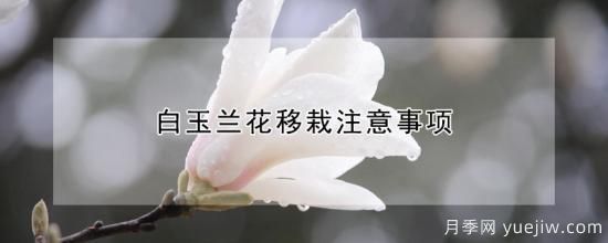 白玉蘭花移栽注意事項(xiàng)(圖1)