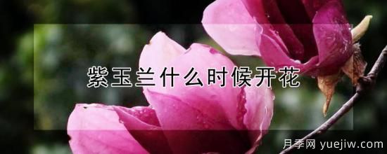 紫玉蘭什么時(shí)候開花(圖1)