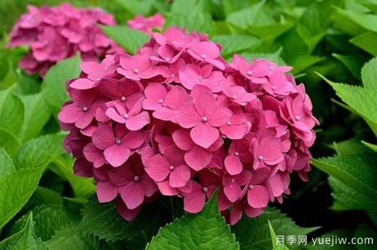 繡球花有哪些品種，繡球花品種圖片大全(圖2)