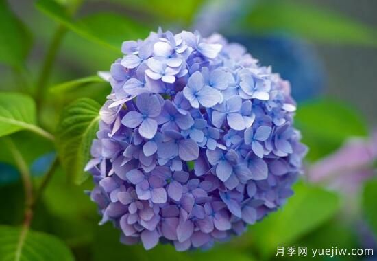 繡球花有哪些品種，繡球花品種圖片大全(圖7)