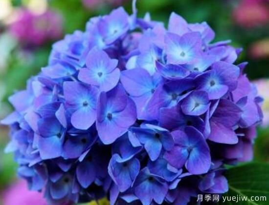 繡球花有哪些品種，繡球花品種圖片大全(圖6)