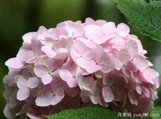 繡球花有哪些品種，繡球花品種圖片大全(圖11)