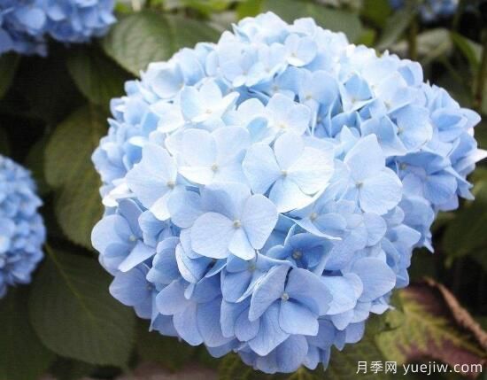 繡球花有哪些品種，繡球花品種圖片大全(圖5)