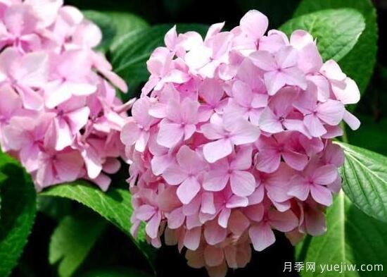繡球花有哪些品種，繡球花品種圖片大全(圖13)