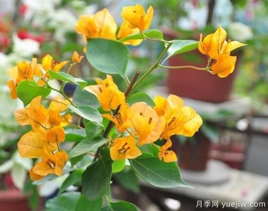 三角梅有哪些品種，常見的三角梅品種大全(圖7)
