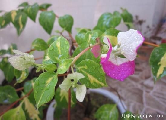 三角梅有哪些品種，常見的三角梅品種大全(圖8)