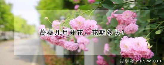 薔薇幾月開(kāi)花、花期多長(zhǎng)？(圖1)