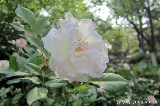 粉色薔薇花的花語，以及薔薇花花語大全(圖4)