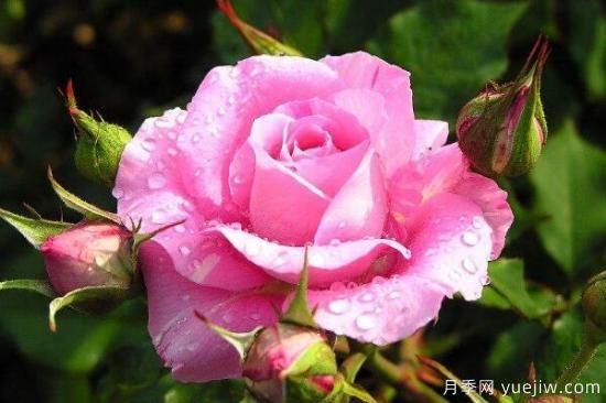 粉色薔薇花的花語，以及薔薇花花語大全(圖1)