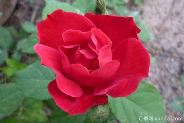 粉色薔薇花的花語，以及薔薇花花語大全(圖3)