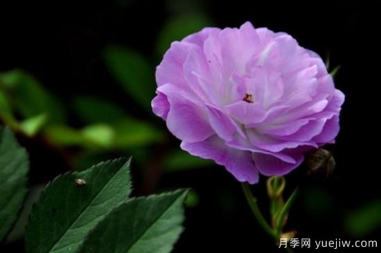 粉色薔薇花的花語，以及薔薇花花語大全(圖2)