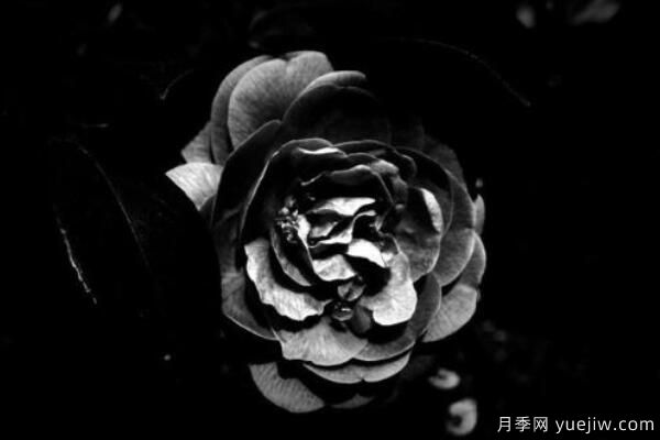 粉色薔薇花的花語，以及薔薇花花語大全(圖5)