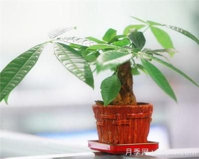 發(fā)財(cái)樹(shù)需要修剪嗎？發(fā)財(cái)樹(shù)如何整形修剪(圖1)