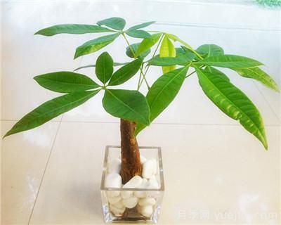 水培發(fā)財(cái)樹怎么養(yǎng)，發(fā)財(cái)樹水培技術(shù)要點(diǎn)(圖1)