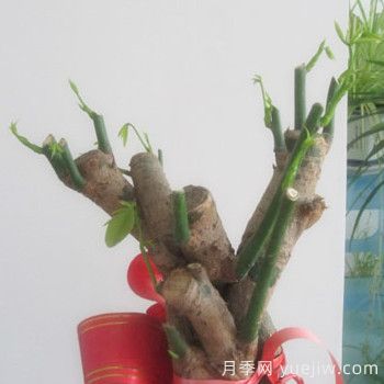 發(fā)財(cái)樹(shù)的幾種修剪方法(圖1)