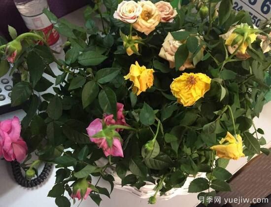 月季花焉了怎么辦？三個(gè)辦法讓它恢復(fù)生機(jī)(圖1)
