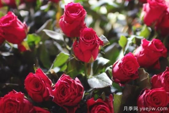 批發(fā)玫瑰花多少錢一朵？批發(fā)價(jià)格2元/朵(圖1)