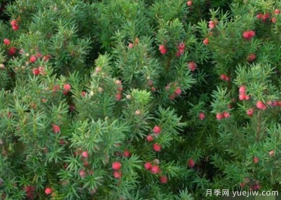 紅豆杉的扦插繁殖和播種繁殖，病蟲防治(圖1)