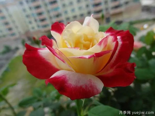 推薦3種月季，耐冷耐熱花期長花量大抗病能力強(圖3)