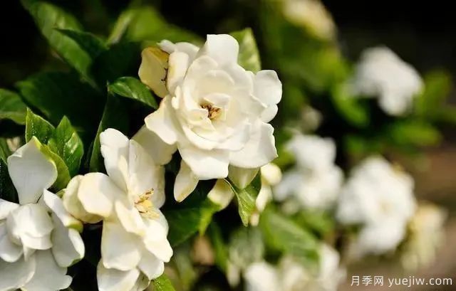 秋天不能修剪的七種花卉，容易剪掉花芽不開花！(圖5)