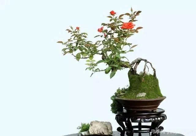 如何制作漂亮的月季盆景？藝術(shù)品來了(圖2)