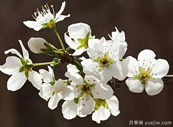 桃花，杏花，櫻花，梨花，李花，海棠花傻傻分不清？(圖11)