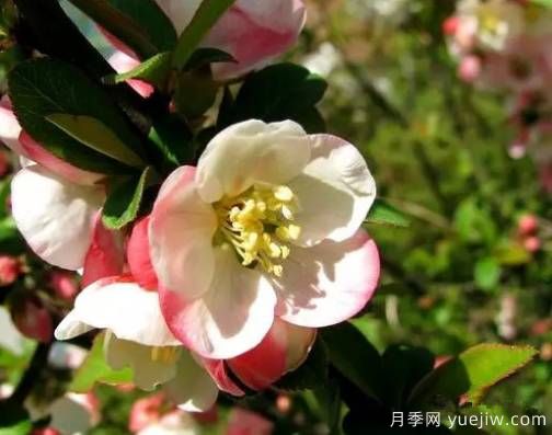桃花，杏花，櫻花，梨花，李花，海棠花傻傻分不清？(圖16)