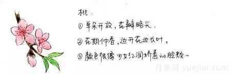 桃花，杏花，櫻花，梨花，李花，海棠花傻傻分不清？(圖1)