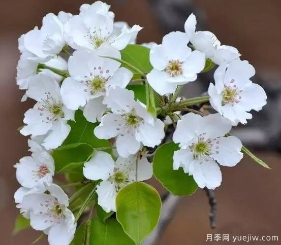 桃花，杏花，櫻花，梨花，李花，海棠花傻傻分不清？(圖10)