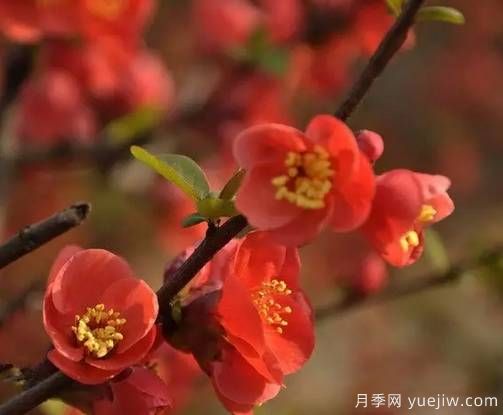 桃花，杏花，櫻花，梨花，李花，海棠花傻傻分不清？(圖15)
