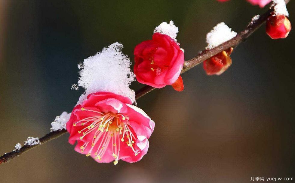 桃花，杏花，櫻花，梨花，李花，海棠花傻傻分不清？(圖9)