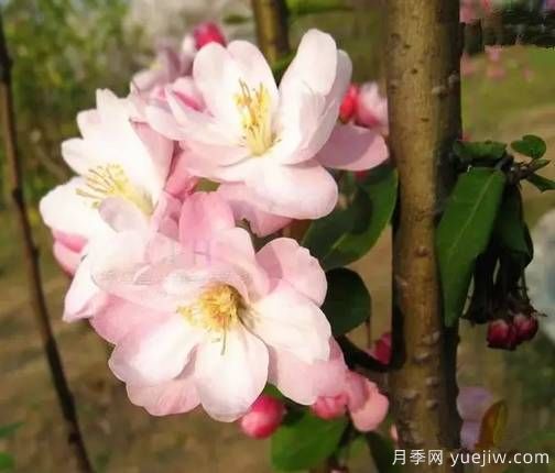 桃花，杏花，櫻花，梨花，李花，海棠花傻傻分不清？(圖13)