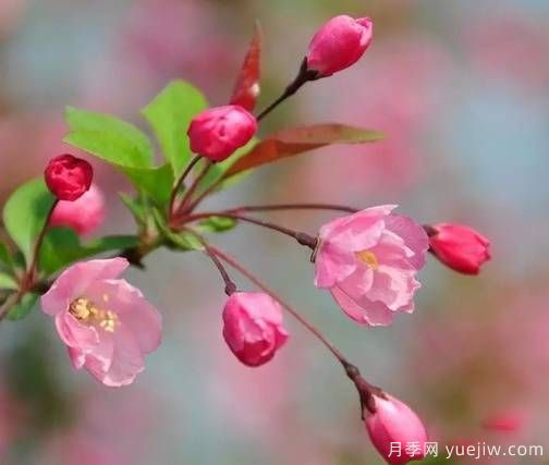 桃花，杏花，櫻花，梨花，李花，海棠花傻傻分不清？(圖14)