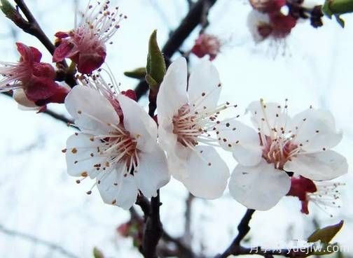 桃花，杏花，櫻花，梨花，李花，海棠花傻傻分不清？(圖12)