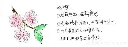 桃花，杏花，櫻花，梨花，李花，海棠花傻傻分不清？(圖6)