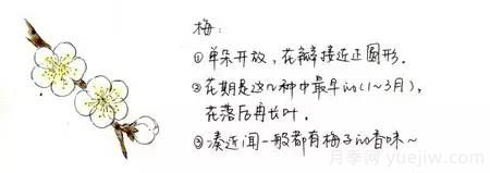 桃花，杏花，櫻花，梨花，李花，海棠花傻傻分不清？(圖4)