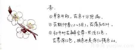 桃花，杏花，櫻花，梨花，李花，海棠花傻傻分不清？(圖5)