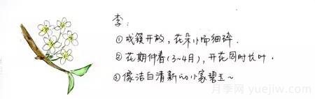 桃花，杏花，櫻花，梨花，李花，海棠花傻傻分不清？(圖2)