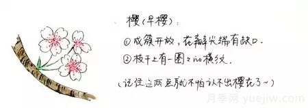桃花，杏花，櫻花，梨花，李花，海棠花傻傻分不清？(圖7)