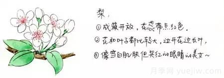 桃花，杏花，櫻花，梨花，李花，海棠花傻傻分不清？(圖3)