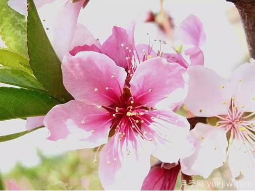 桃花，杏花，櫻花，梨花，李花，海棠花傻傻分不清？(圖8)