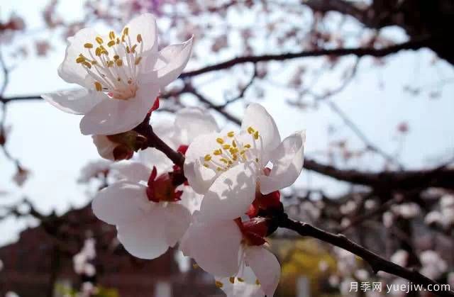 桃花，杏花，櫻花，梨花，李花，海棠花傻傻分不清？(圖20)