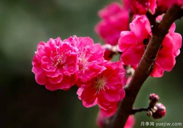 桃花，杏花，櫻花，梨花，李花，海棠花傻傻分不清？(圖18)