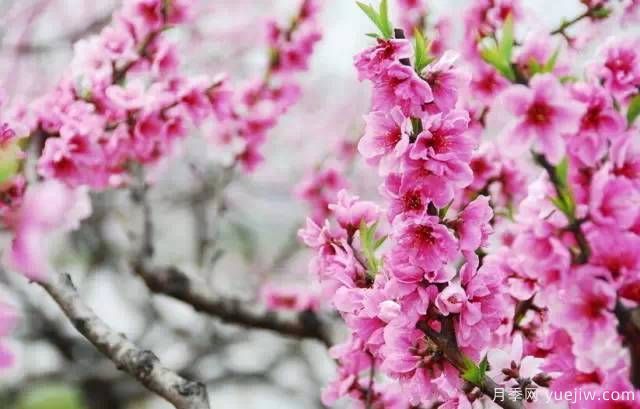 桃花，杏花，櫻花，梨花，李花，海棠花傻傻分不清？(圖19)