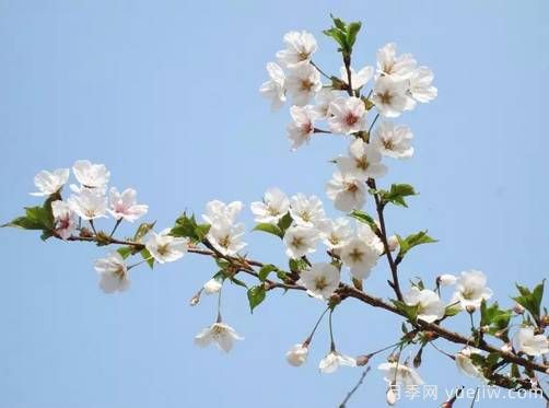 桃花，杏花，櫻花，梨花，李花，海棠花傻傻分不清？(圖17)