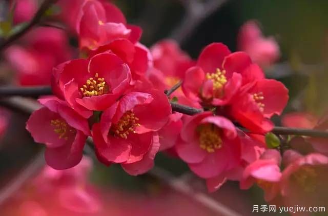 桃花，杏花，櫻花，梨花，李花，海棠花傻傻分不清？(圖24)