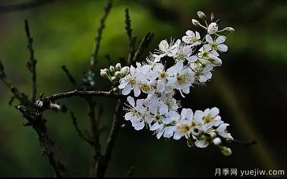 桃花，杏花，櫻花，梨花，李花，海棠花傻傻分不清？(圖22)