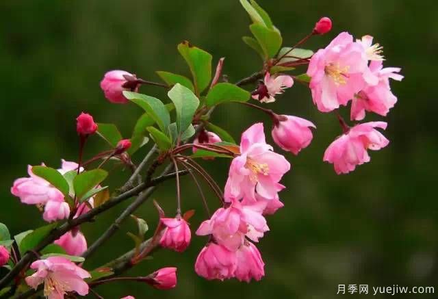 桃花，杏花，櫻花，梨花，李花，海棠花傻傻分不清？(圖23)